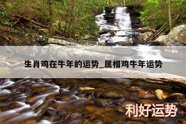 生肖鸡在牛年的运势_属相鸡牛年运势