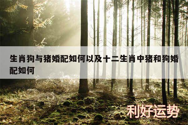 生肖狗与猪婚配如何以及十二生肖中猪和狗婚配如何