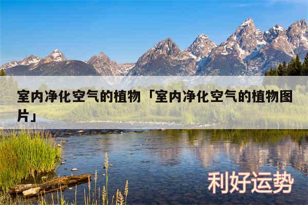 室内净化空气的植物及室内净化空气的植物图片