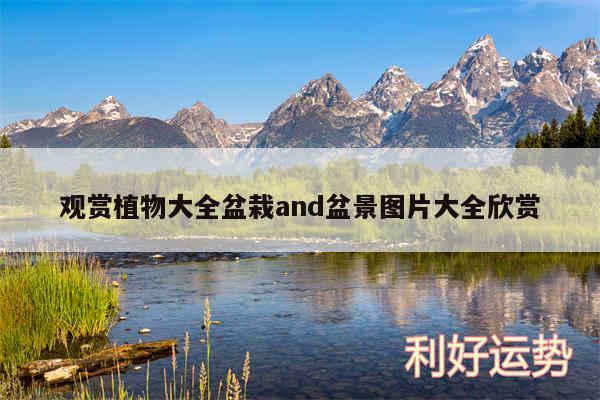 观赏植物大全盆栽and盆景图片大全欣赏