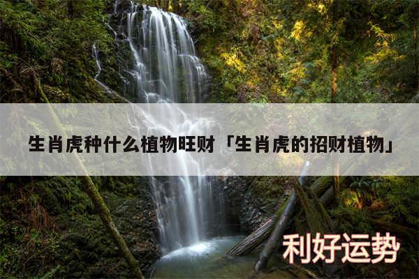 生肖虎种什么植物旺财及生肖虎的招财植物
