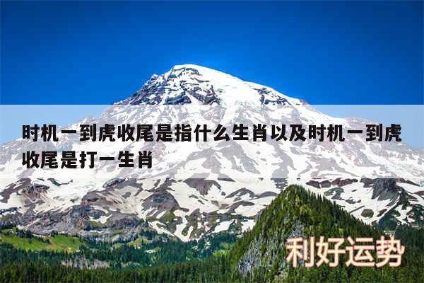 时机一到虎收尾是指什么生肖以及时机一到虎收尾是打一生肖