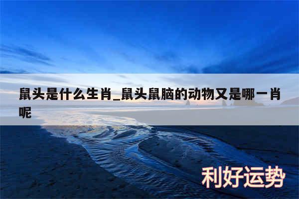 鼠头是什么生肖_鼠头鼠脑的动物又是哪一肖呢