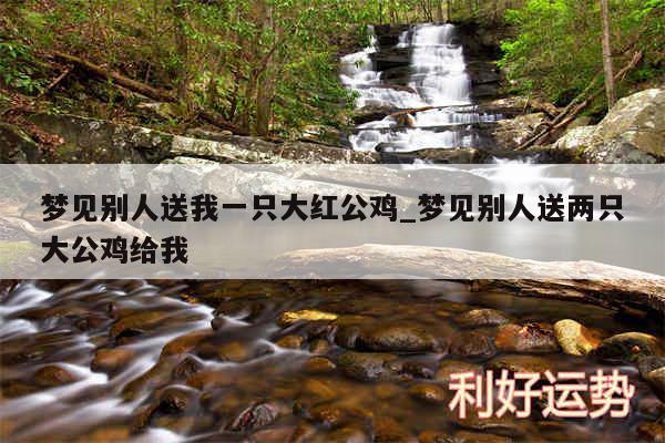 梦见别人送我一只大红公鸡_梦见别人送两只大公鸡给我