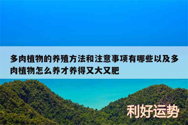 多肉植物的养殖方法和注意事项有哪些以及多肉植物怎么养才养得又大又肥