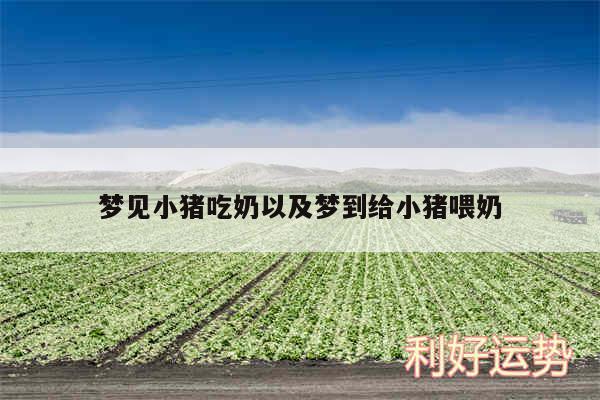 梦见小猪吃奶以及梦到给小猪喂奶
