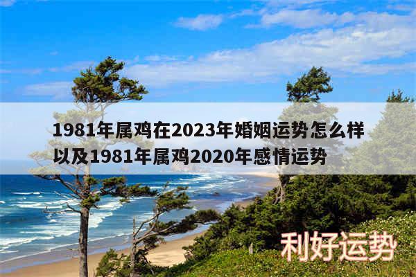 1981年属鸡在2024年婚姻运势怎么样以及1981年属鸡2020年感情运势