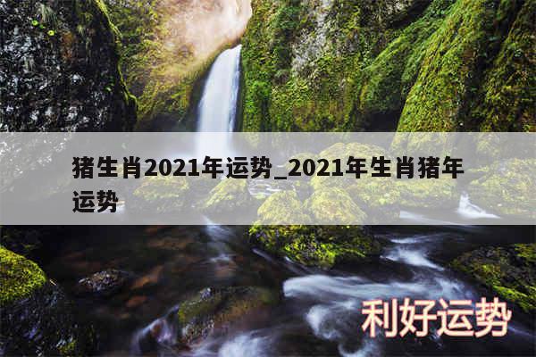 猪生肖2024年运势_2024年生肖猪年运势