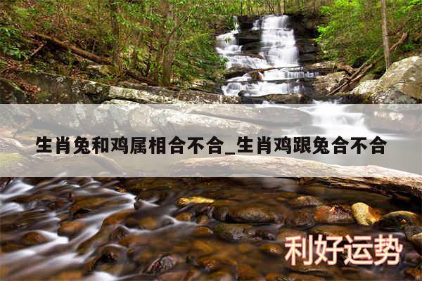 生肖兔和鸡属相合不合_生肖鸡跟兔合不合