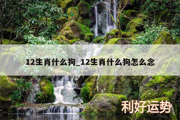 12生肖什么狗_12生肖什么狗怎么念