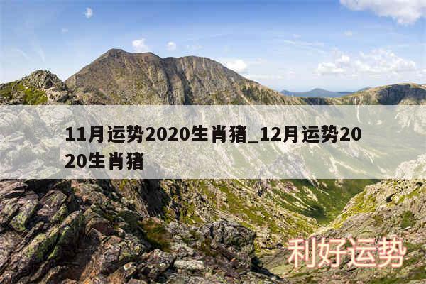 11月运势2020生肖猪_12月运势2020生肖猪