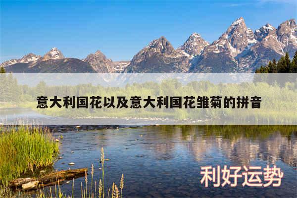 意大利国花以及意大利国花雏菊的拼音