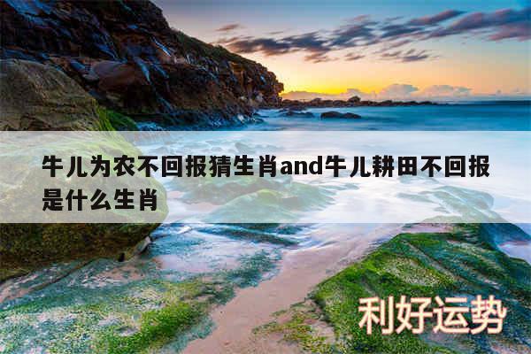 牛儿为农不回报猜生肖and牛儿耕田不回报是什么生肖