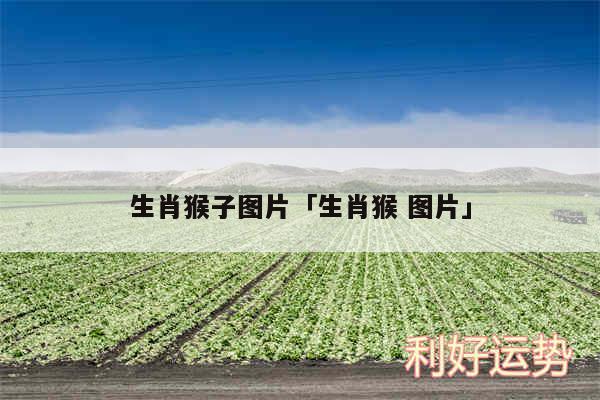 生肖猴子图片及生肖猴 图片