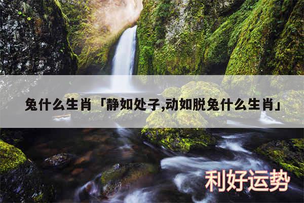 兔什么生肖及静如处子,动如脱兔什么生肖
