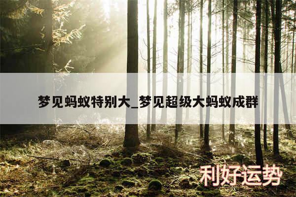 梦见蚂蚁特别大_梦见超级大蚂蚁成群