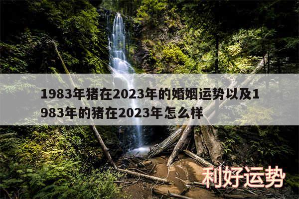 1983年猪在2024年的婚姻运势以及1983年的猪在2024年怎么样