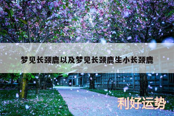 梦见长颈鹿以及梦见长颈鹿生小长颈鹿