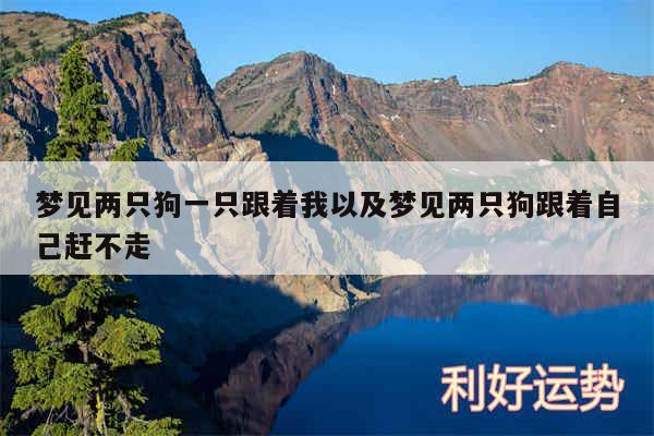 梦见两只狗一只跟着我以及梦见两只狗跟着自己赶不走