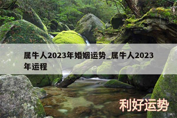 属牛人2024年婚姻运势_属牛人2024年运程