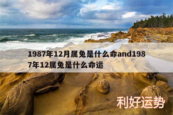 1987年12月属兔是什么命and1987年12属兔是什么命运