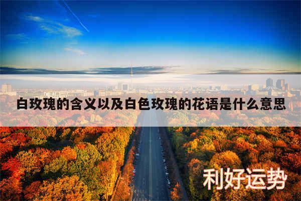 白玫瑰的含义以及白色玫瑰的花语是什么意思